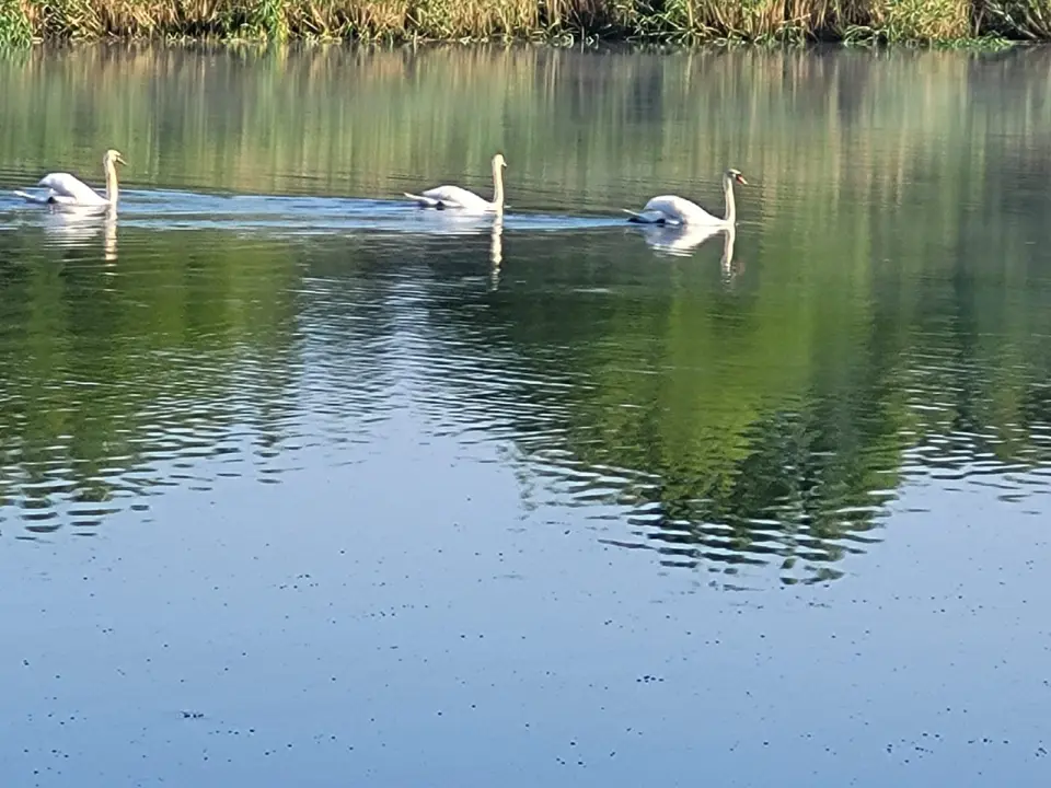 Vila cu teren Lac Balotesti la soseaua Unirii apropiere DN1 img 8