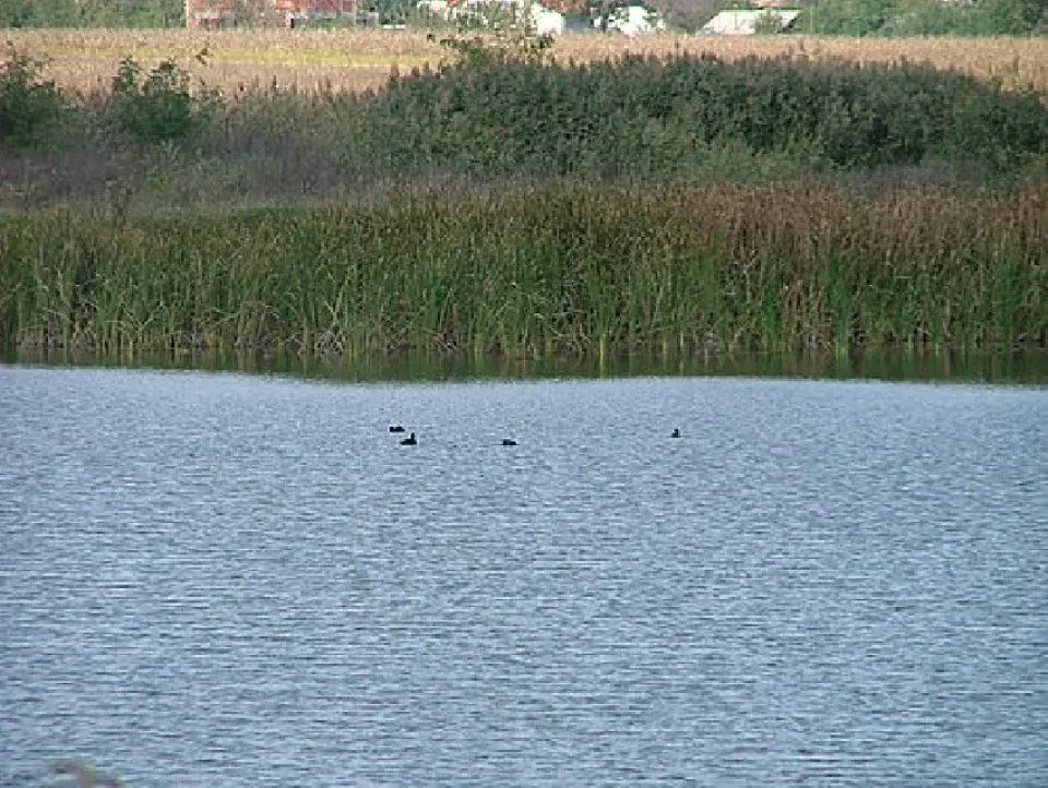 Teren Lac Balotesti Saftica 15300 mp str Nalbei img 2