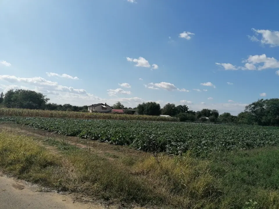 Teren Gruiu Nuci 15300 mp acces mare la sosea extravilan img 2