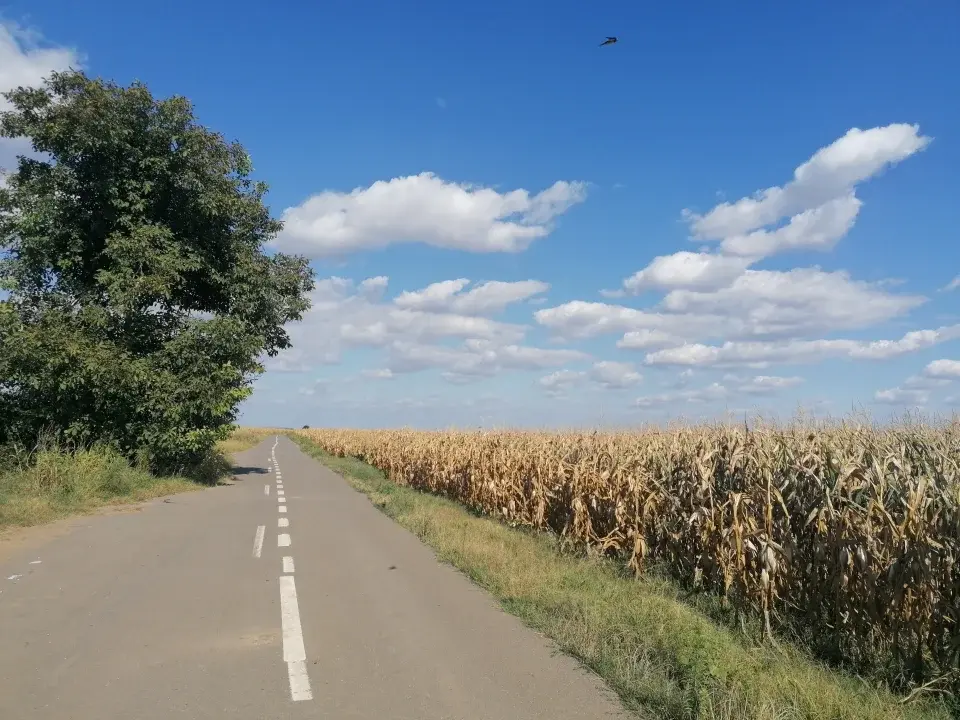 Teren Gruiu Nuci 15300 mp acces mare la sosea extravilan img 3