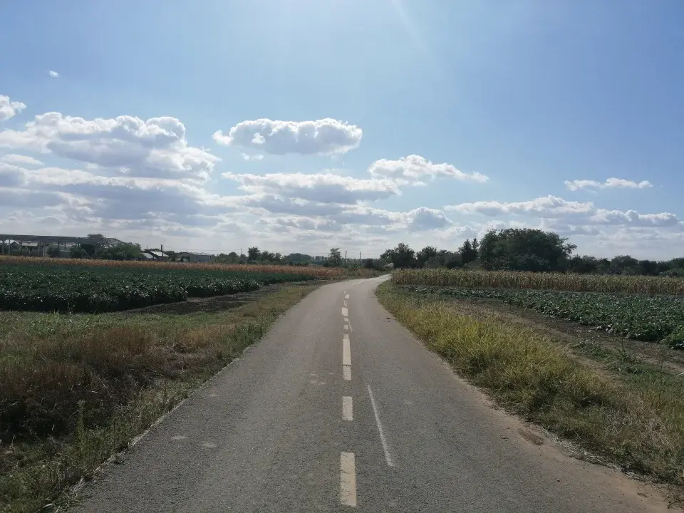 Teren Gruiu Nuci 15300 mp acces mare la sosea extravilan principala