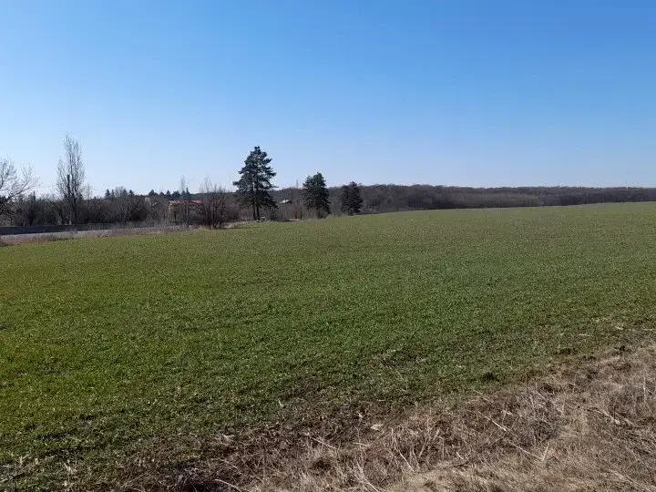 Teren Saftica Snagov 16800 mp latura Lac si Padure intravilan img 2