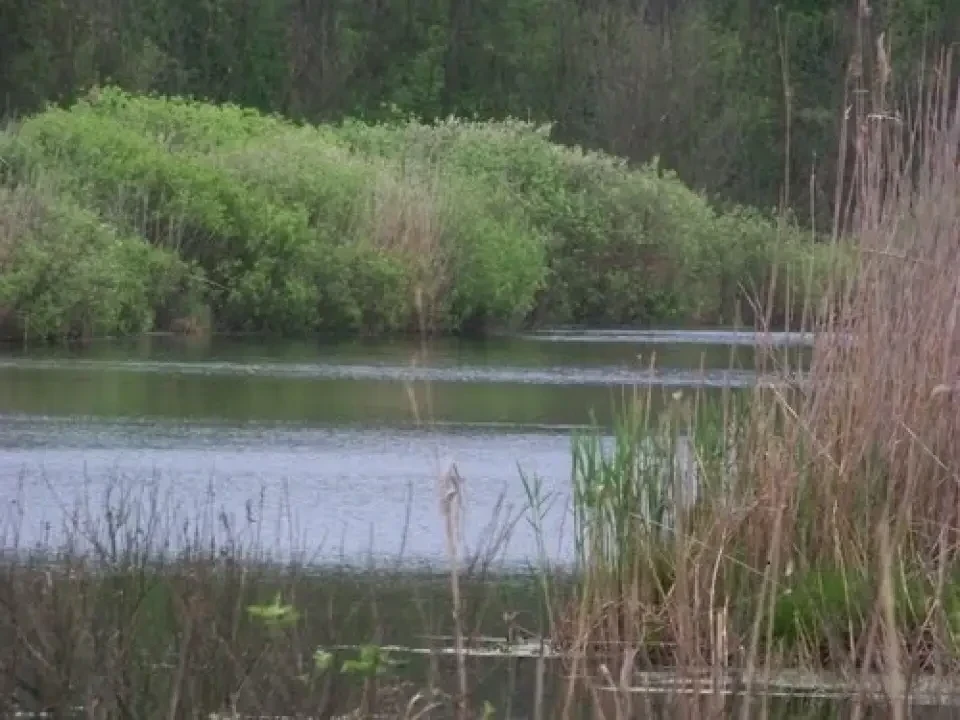 Teren 7 Ha Snagov latura mare Padure si Lac img 2